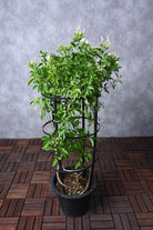 Outdoor Plant Jasminum Grandiflorum Jasminum Grandiflorum