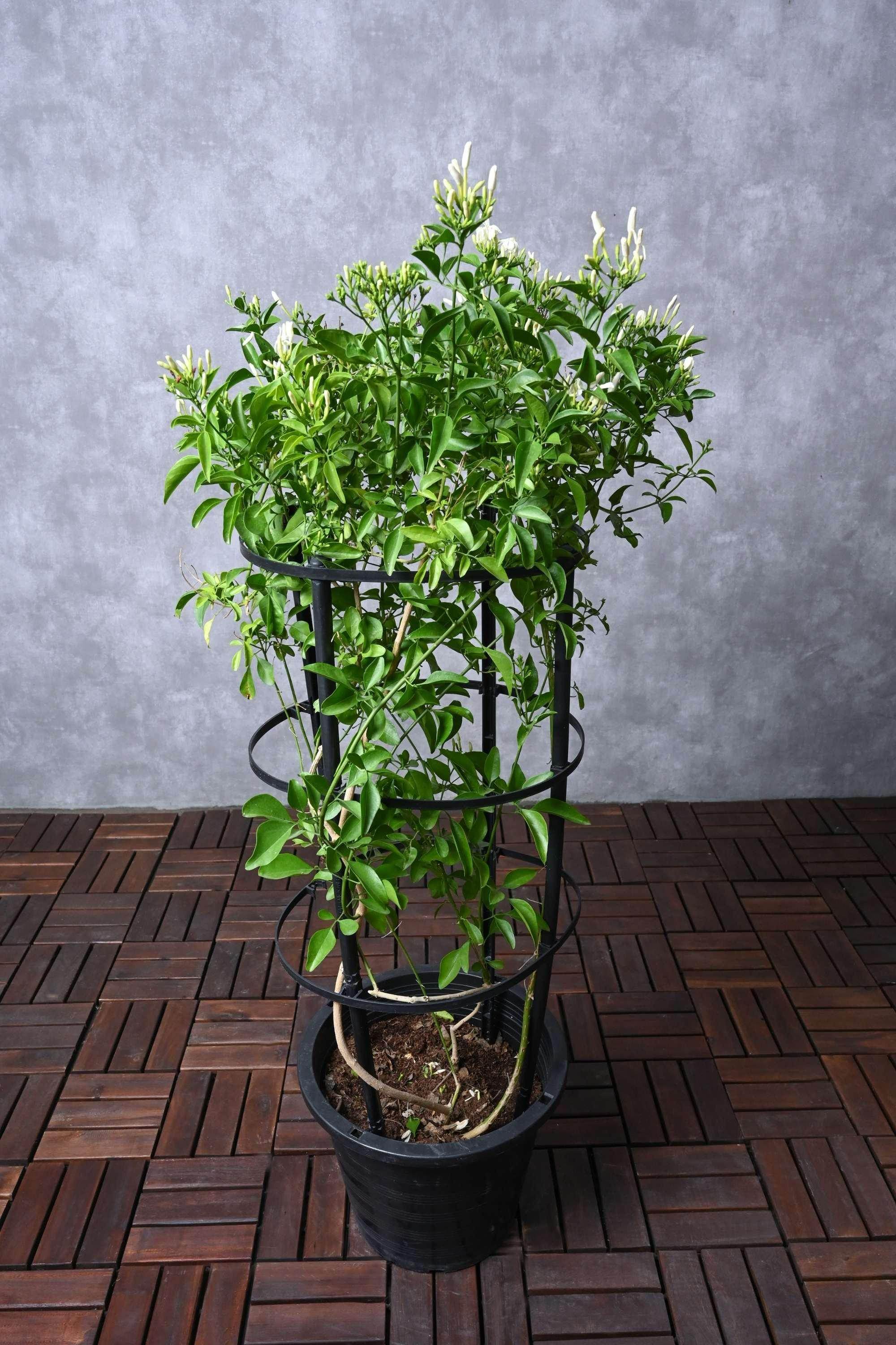 Outdoor Plant Jasminum Grandiflorum Jasminum Grandiflorum