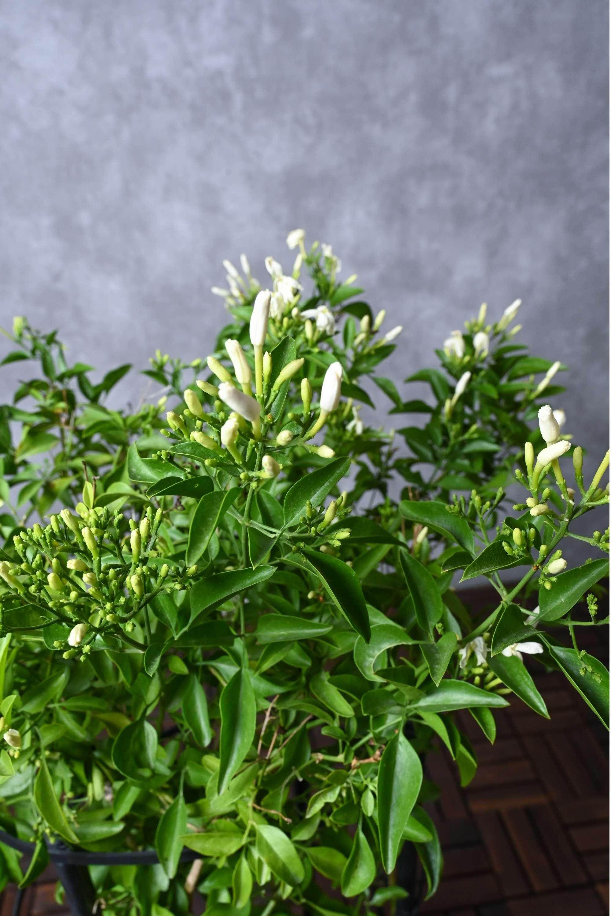 Outdoor Plant Jasminum Grandiflorum Jasminum Grandiflorum