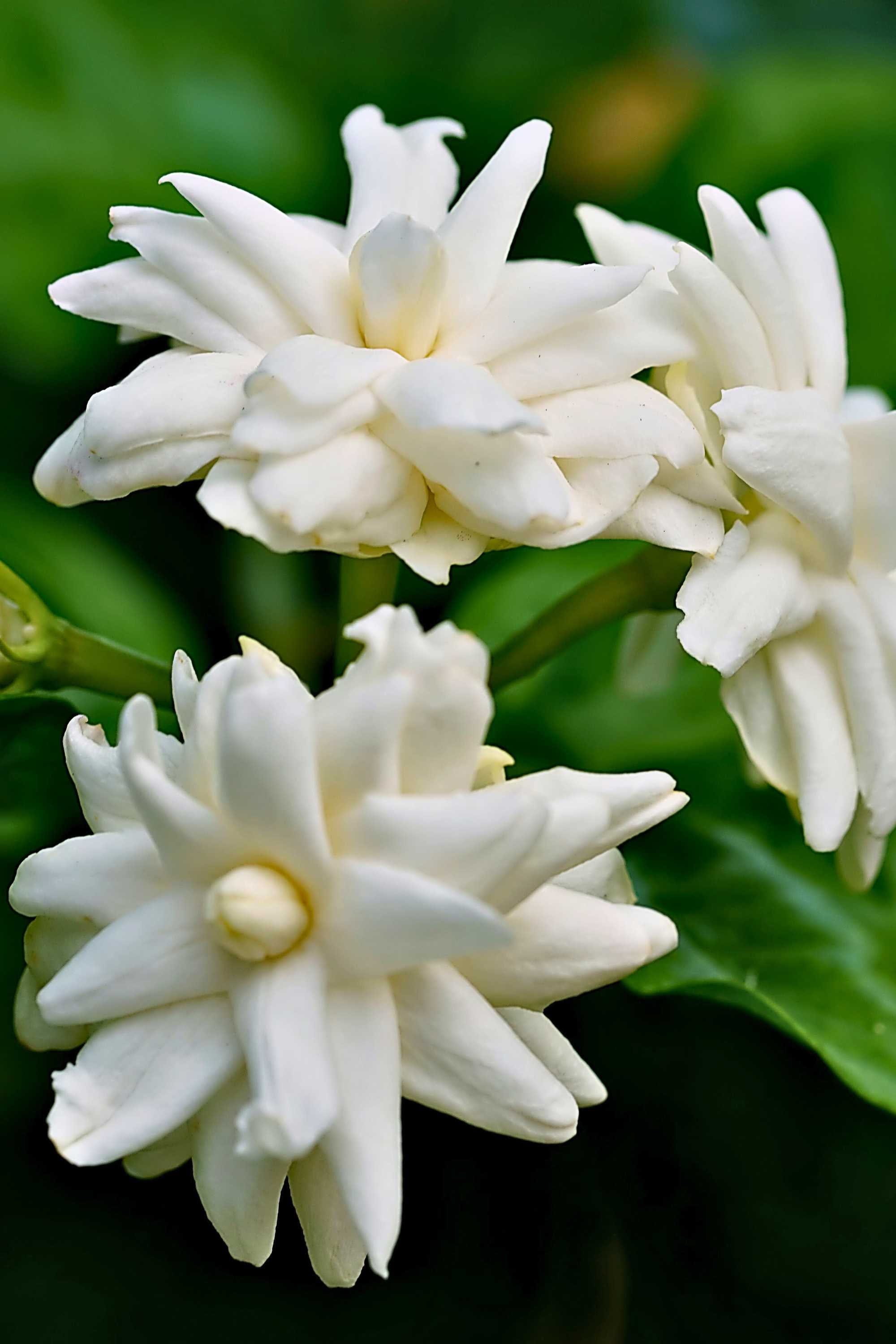 Jasmine – Umm Al Salsal Trading Flowers & Plants LLC