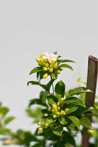 Outdoor Plant Large 100-110 cms Jasmine Jasmine