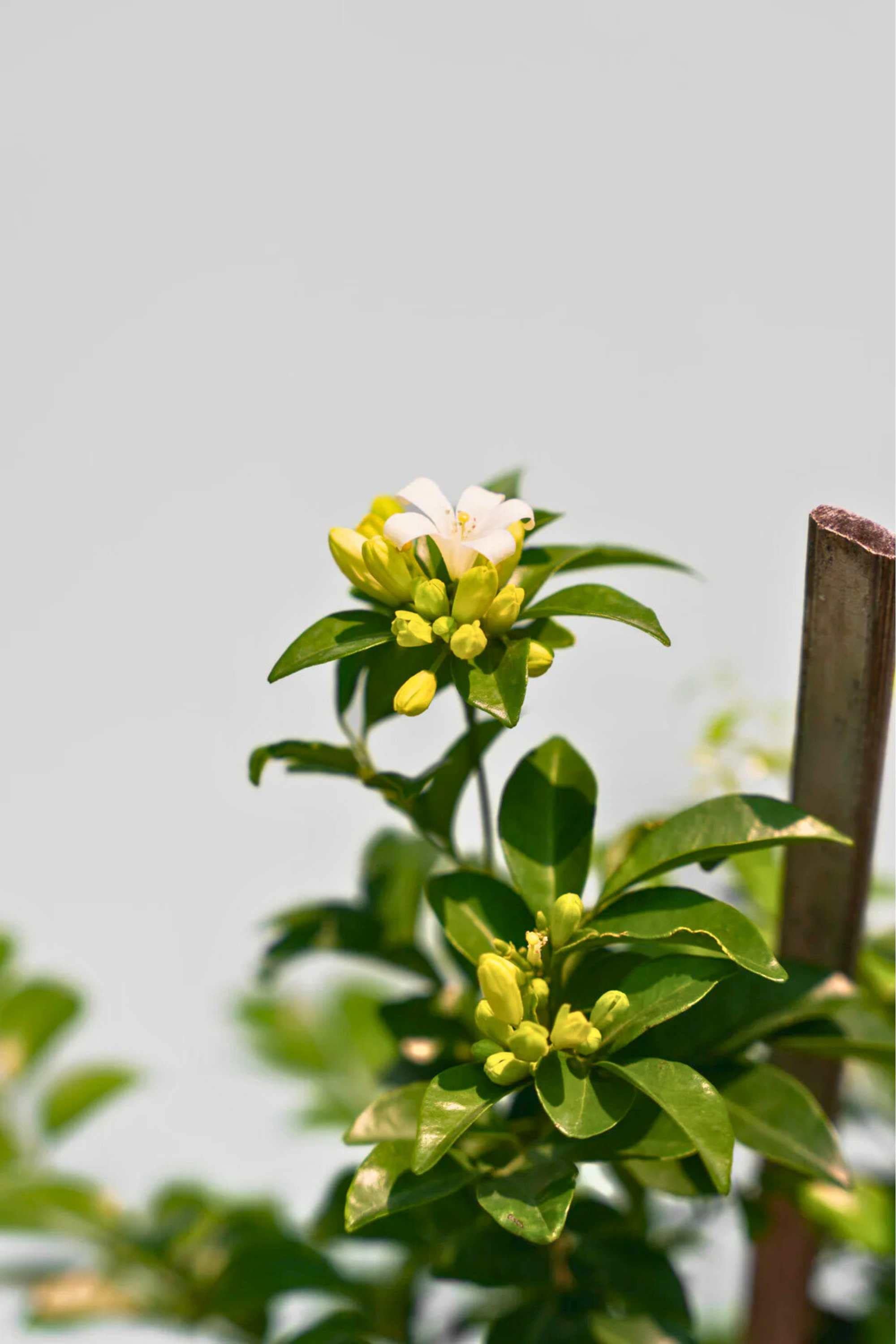 Outdoor Plant Large 100-110 cms Jasmine Jasmine