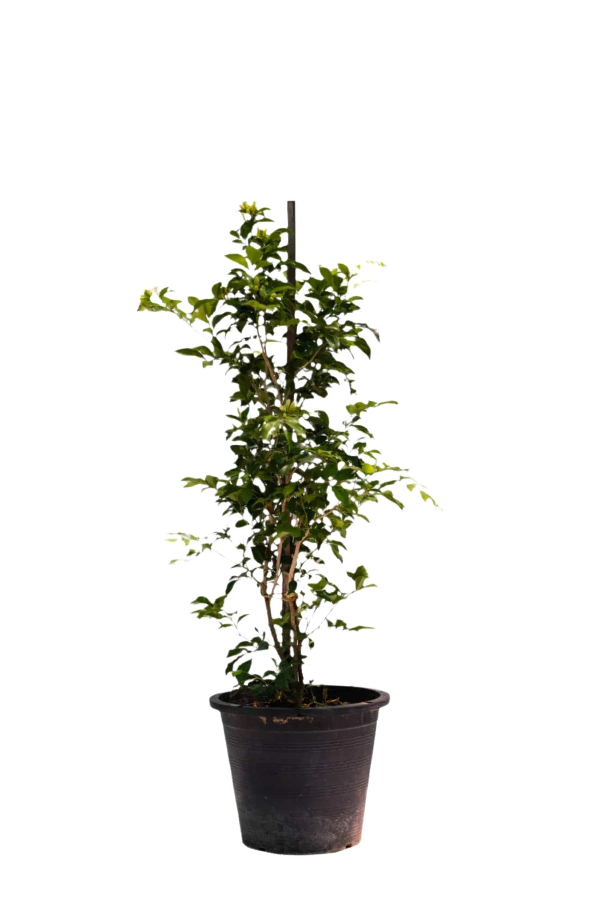 Outdoor Plant Large 100-110 cms Jasmine Jasmine