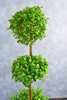 Outdoor Plant Large 100-120 cms Ficus microcarpa 3 Head Ficus microcarpa 3 Head