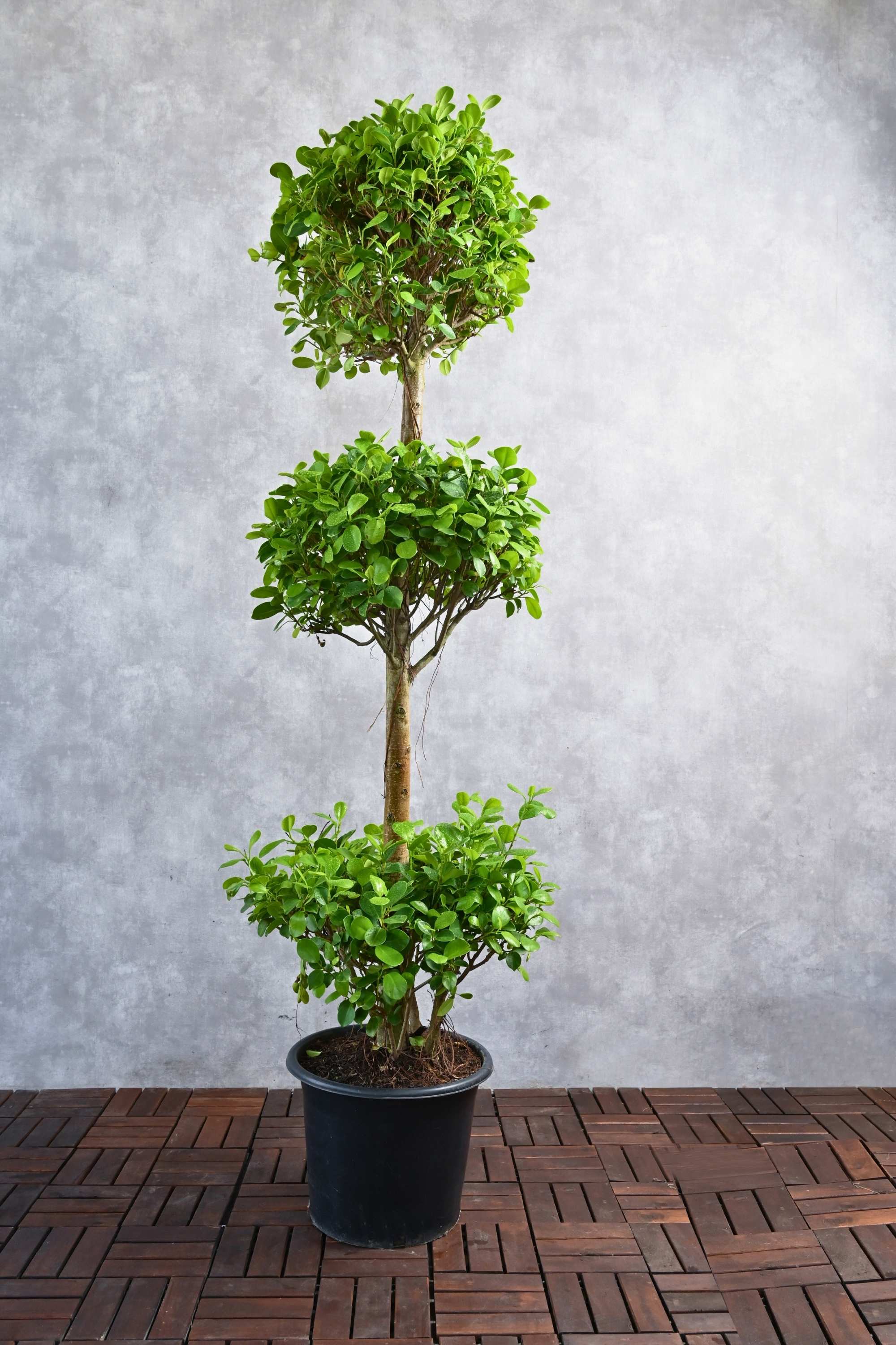 Outdoor Plant Large 100-120 cms Ficus microcarpa 3 Head Ficus microcarpa 3 Head