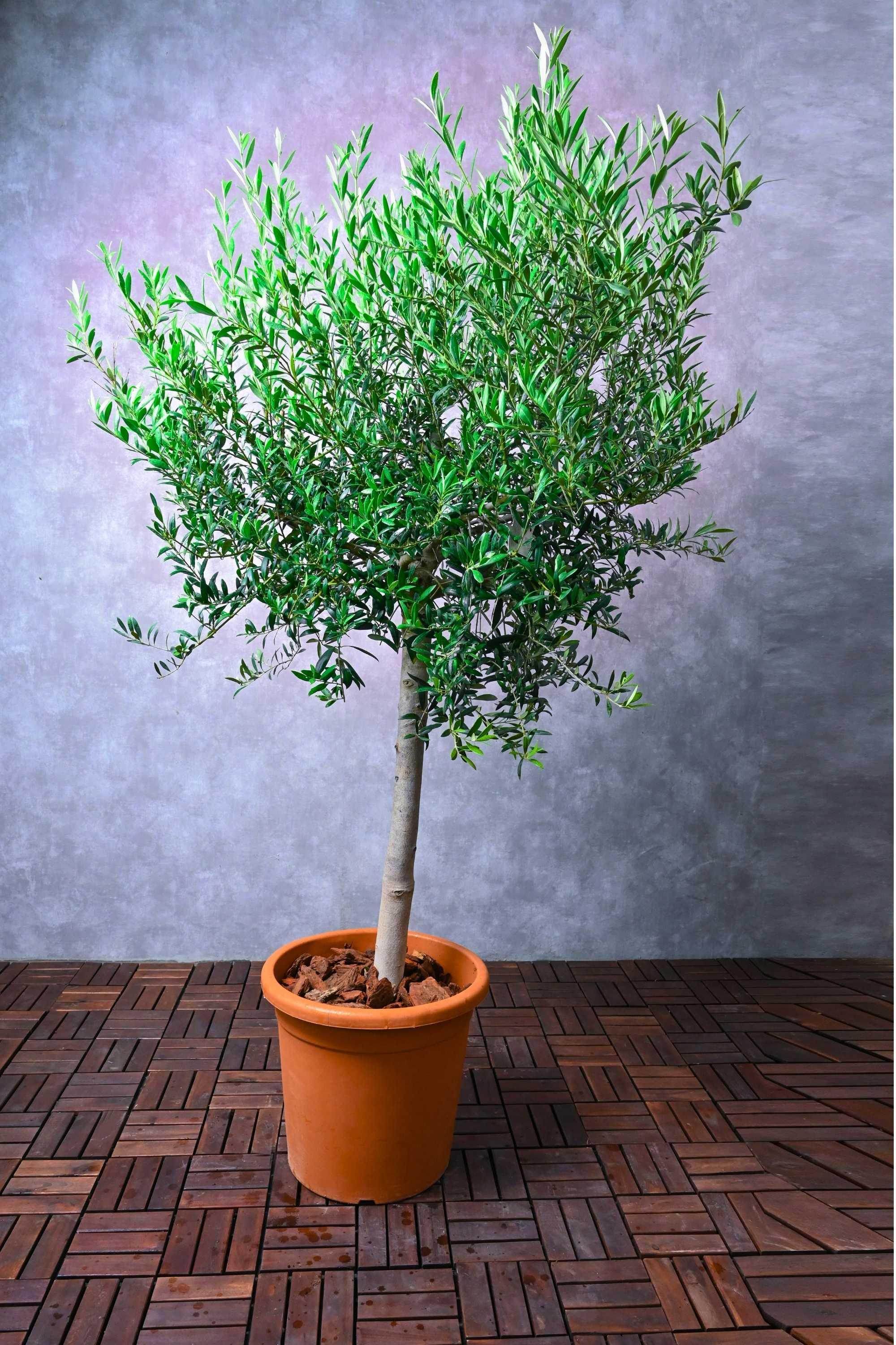 Outdoor Plant Large 100-150 cms Olea europaea - Topiary Ball Olea europaea - Topiary Ball