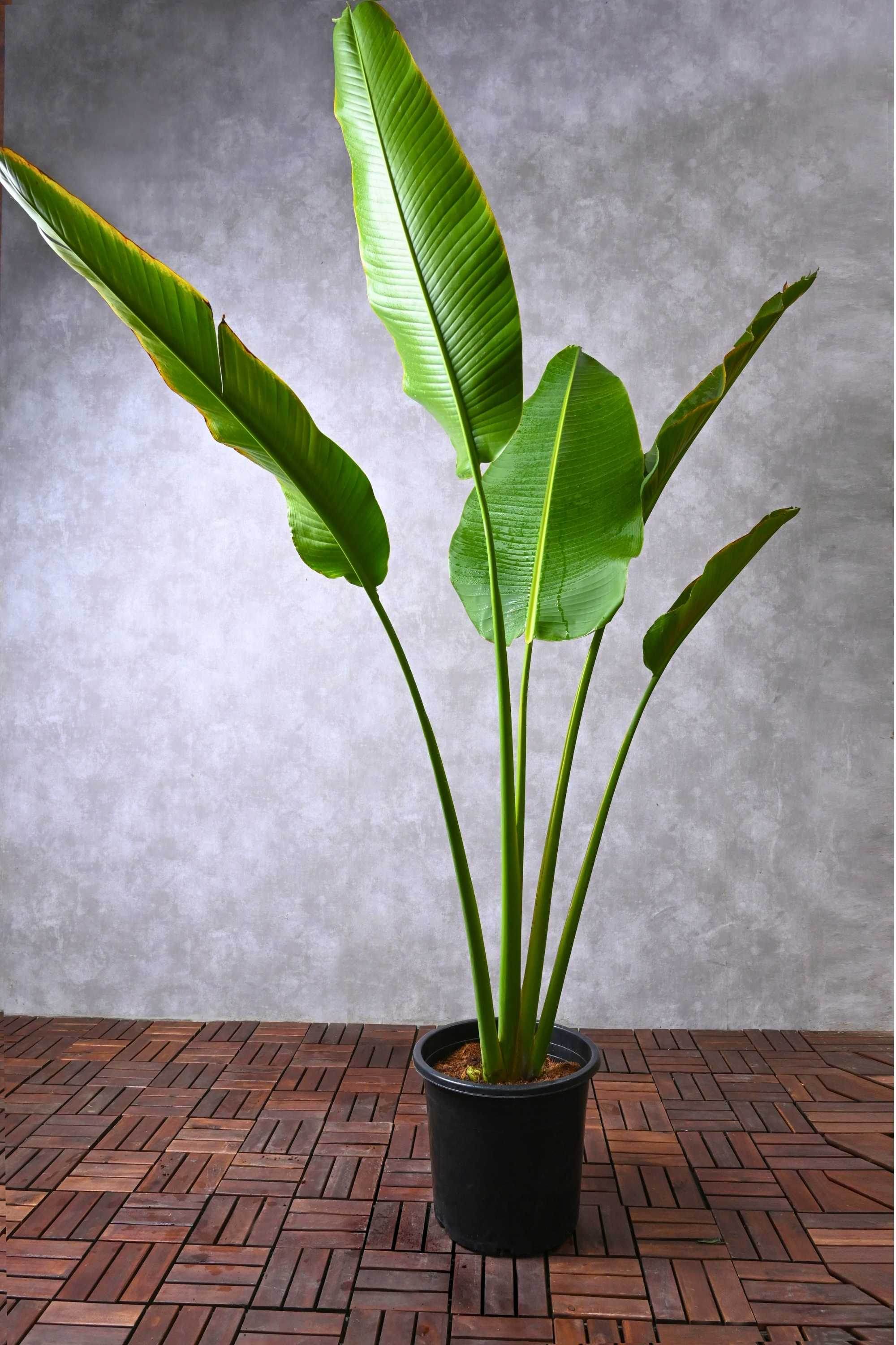 Outdoor Plant Large 100-150 cms Ravenala madagascariensis Ravenala madagascariensis