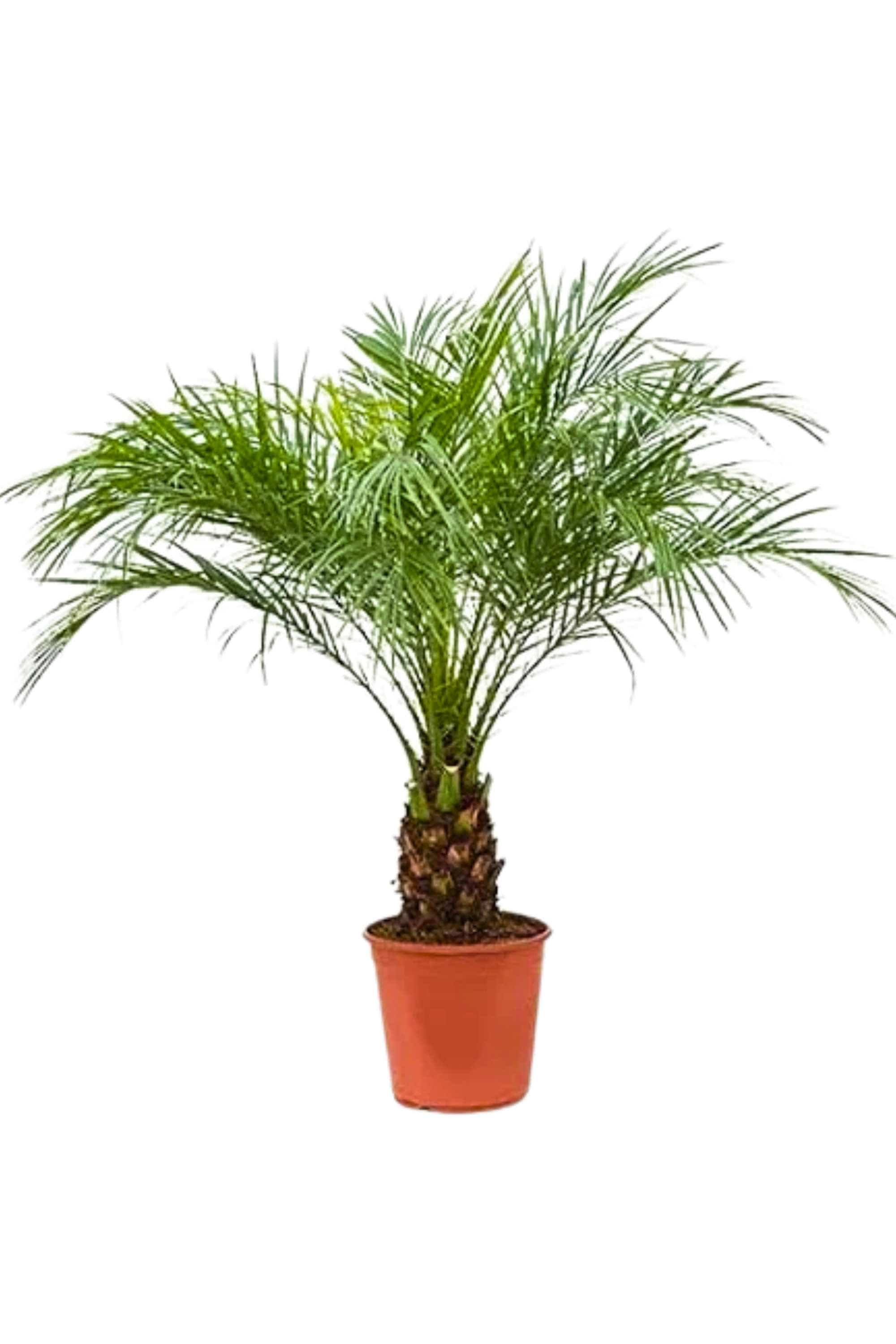 Outdoor Plant Large 100 cms Phoenix dactylifera Phoenix dactylifera