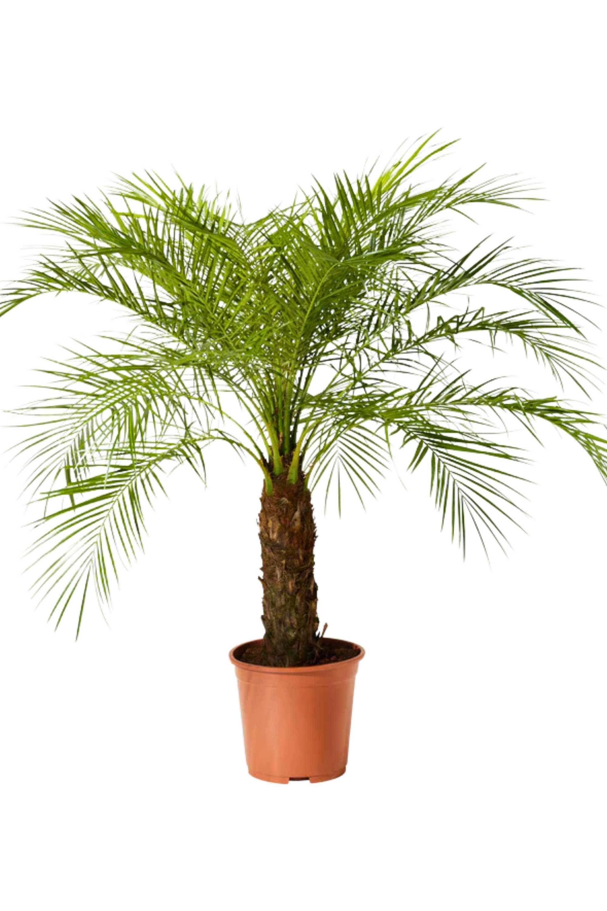 Outdoor Plant Large 100 cms Phoenix roebelenii Phoenix roebelenii