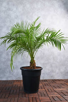 Outdoor Plant Large 100 cms Phoenix roebelenii Phoenix roebelenii