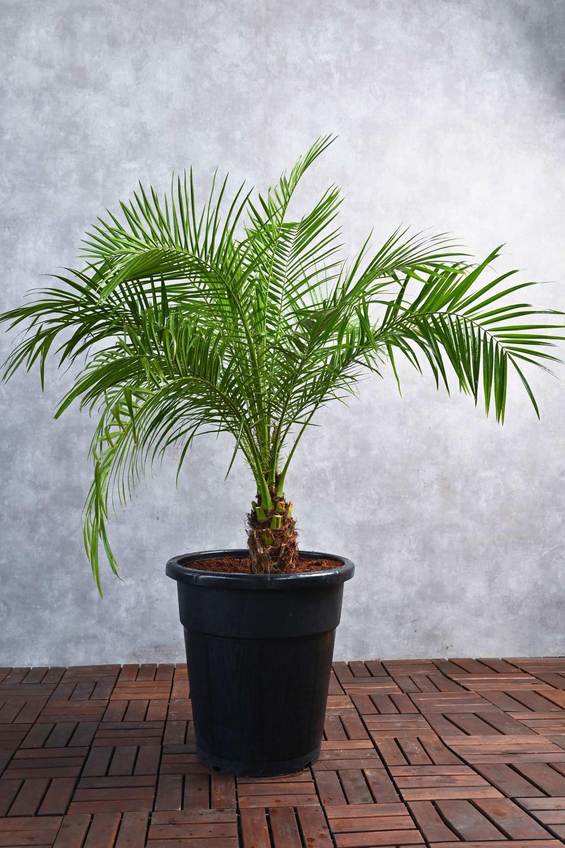 Phoenix roebelenii – Adplants