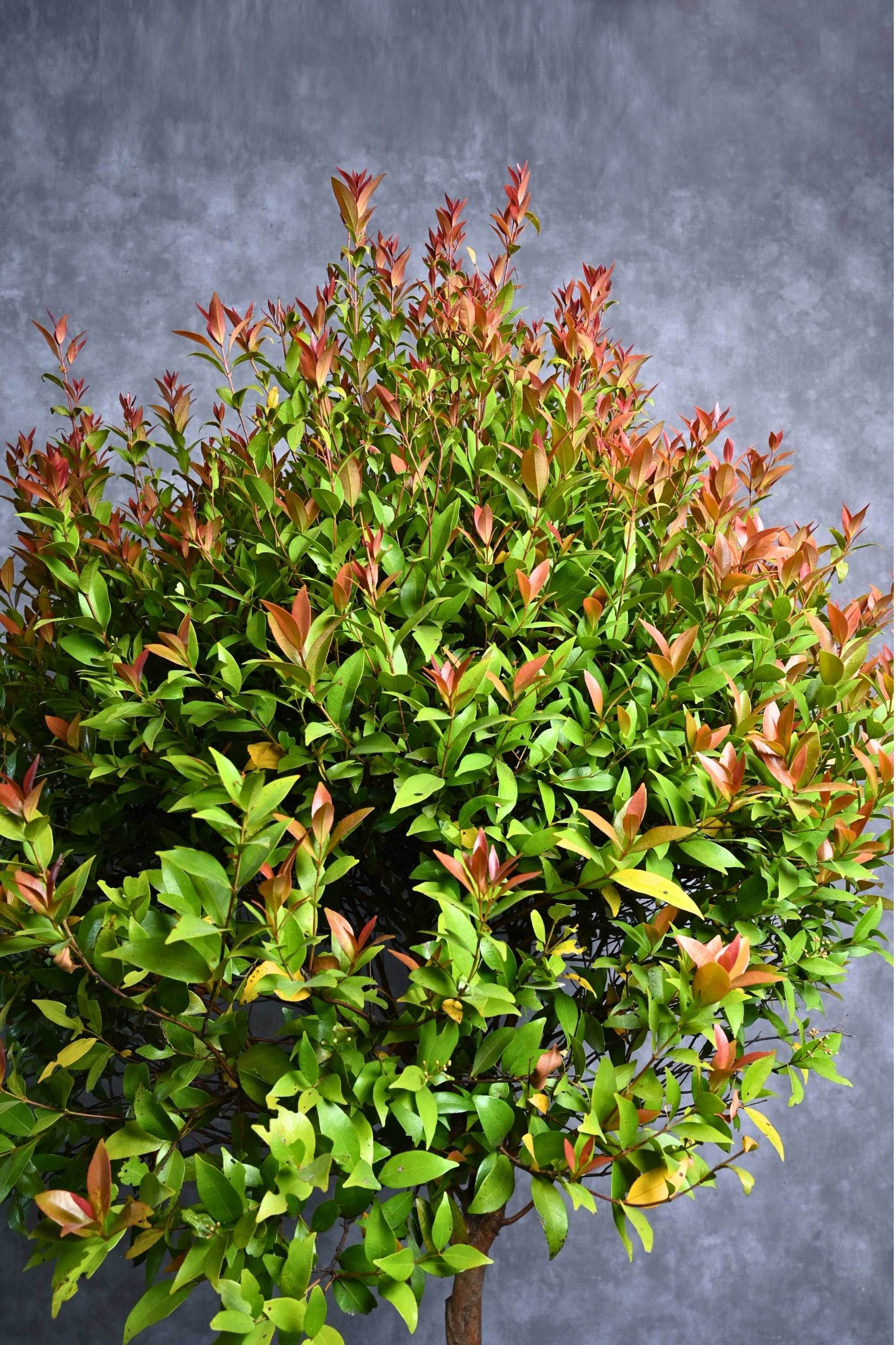 Outdoor Plant Large 100 cms Syzygium campanulatum Syzygium campanulatum