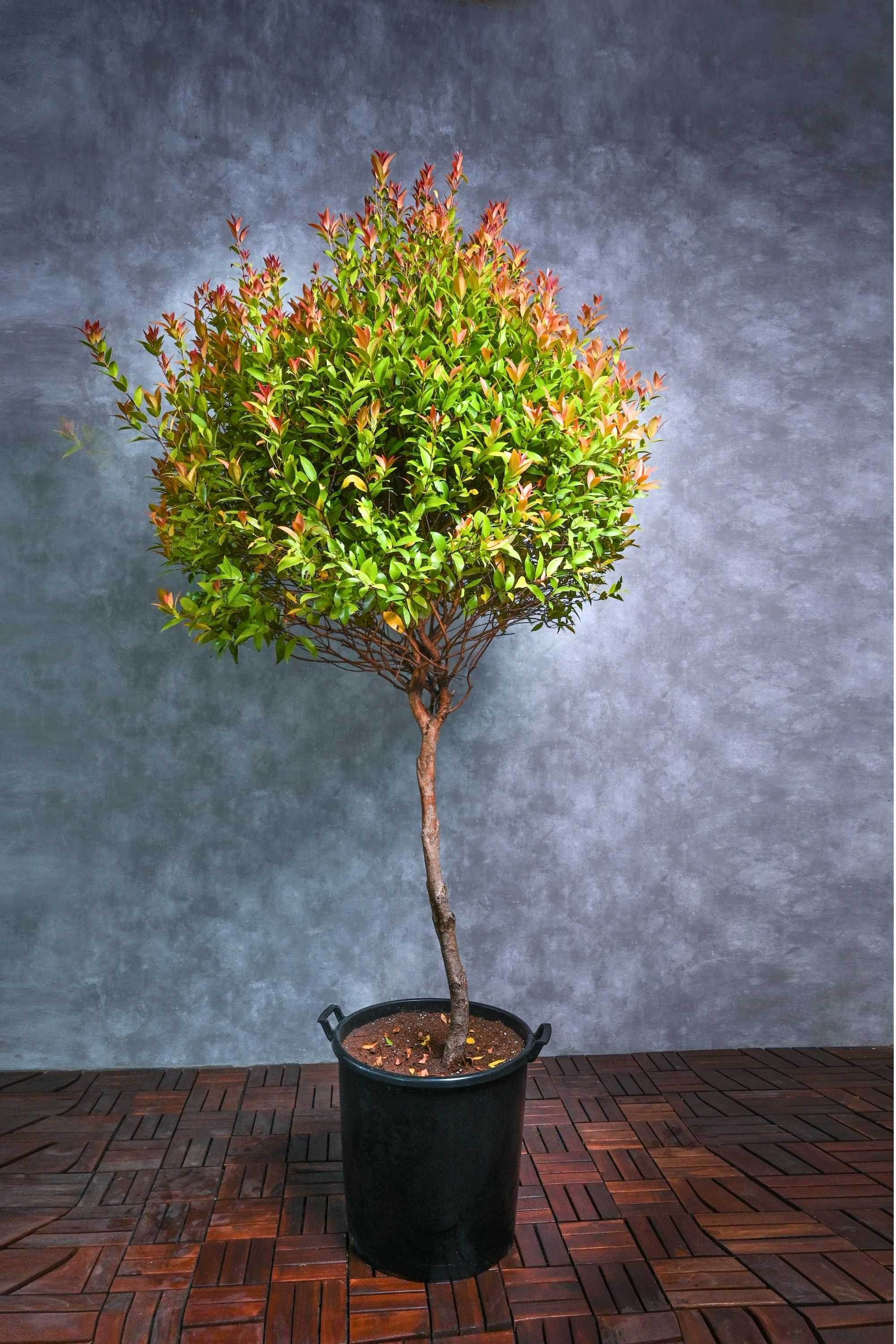 Outdoor Plant Large 100 cms Syzygium campanulatum Syzygium campanulatum
