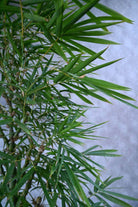 Outdoor Plant Large 150-180 cms / Default Plastic Pot Bambusa Ventricosa Bambusa Ventricosa