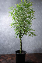Outdoor Plant Large 150-180 cms / Default Plastic Pot Bambusa Ventricosa Bambusa Ventricosa