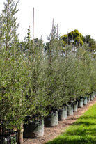 Outdoor Plant Large 250 cms Olea europaea Olea europaea