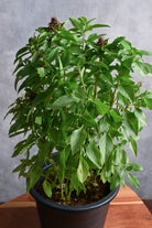 Outdoor Plant Large 30-40 cms / Default Plastic Pot Ocimum basilicum Ocimum basilicum
