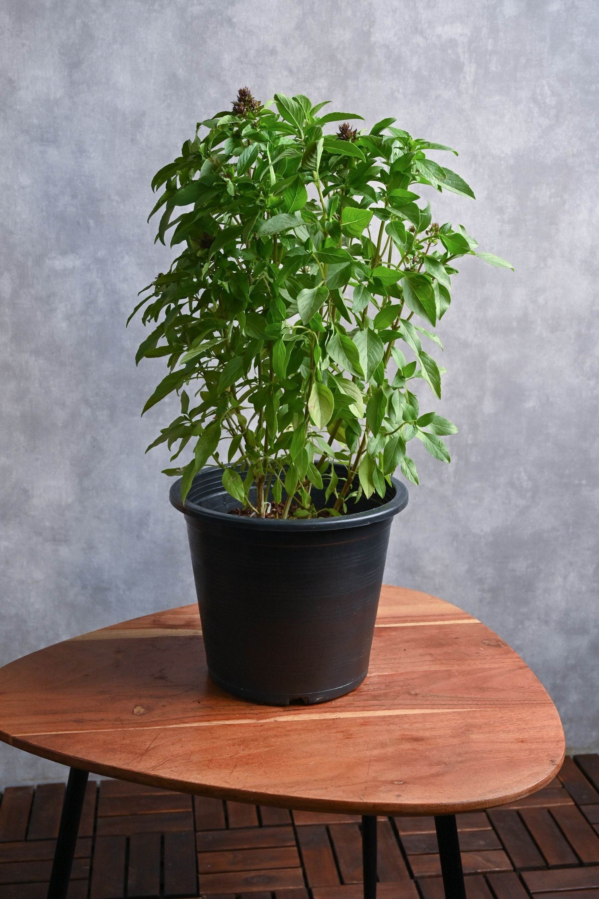 Outdoor Plant Large 30-40 cms / Default Plastic Pot Ocimum basilicum Ocimum basilicum
