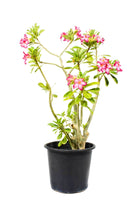 Outdoor Plant Large 40-50 cms Adenium obesum Adenium obesum