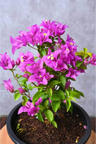 Outdoor Plant Large 50-60 cms Bougainvillea Alexandra Bougainvillea Alexandra