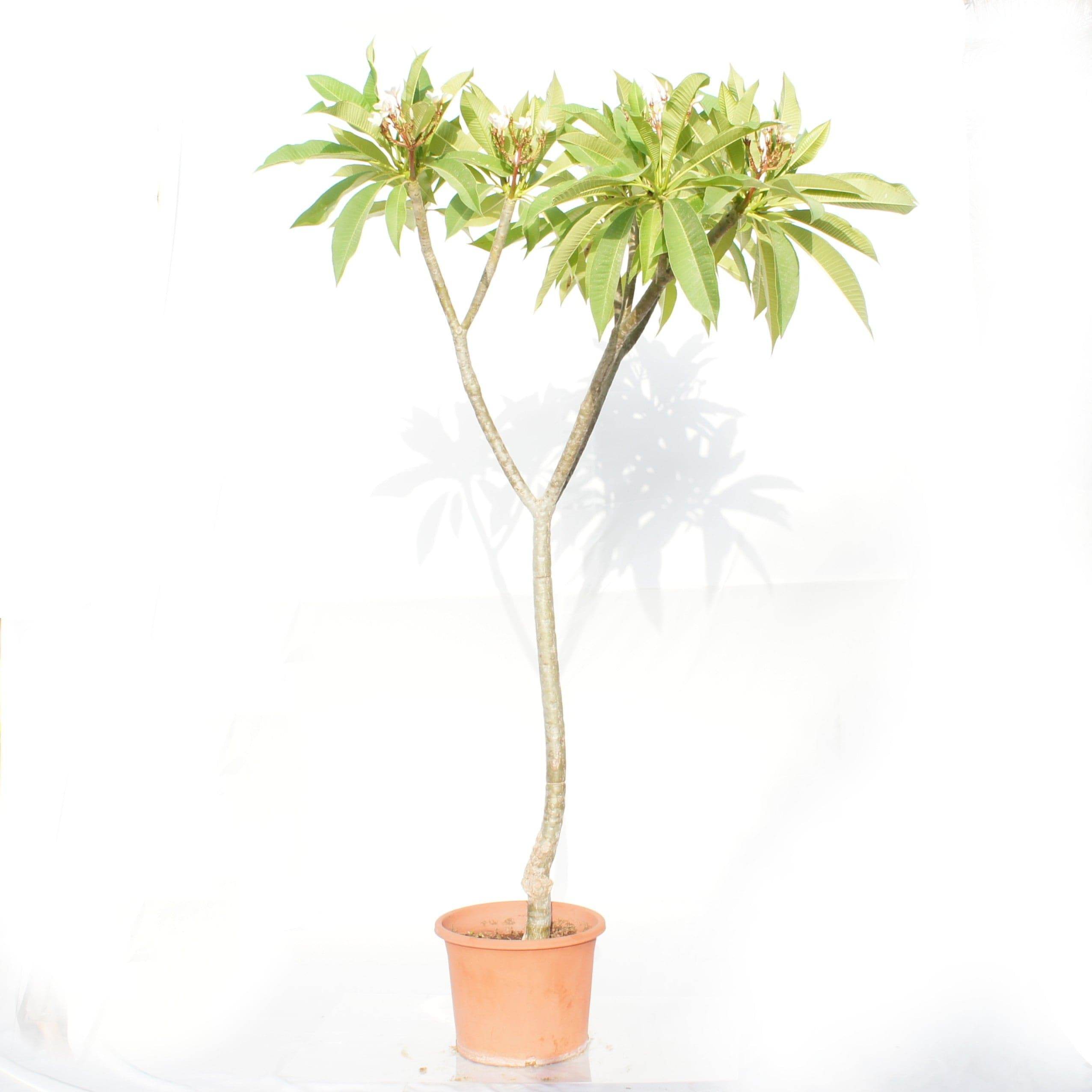 Outdoor Plant Large - 60cms Plumeria spp Plumeria spp