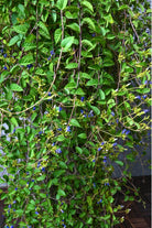 Outdoor Plant Large 80cms Blue Cluster Vine Blue Cluster Vine