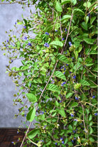 Outdoor Plant Large 80cms Blue Cluster Vine Blue Cluster Vine