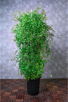 Outdoor Plant Large 80cms Blue Cluster Vine Blue Cluster Vine
