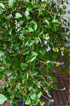 Outdoor Plant Large 80cms Blue Cluster Vine Blue Cluster Vine
