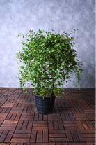 Outdoor Plant Large 80cms Blue Cluster Vine Blue Cluster Vine