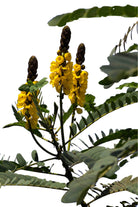 Outdoor Plant Large 90 cms Senna alata Senna alata