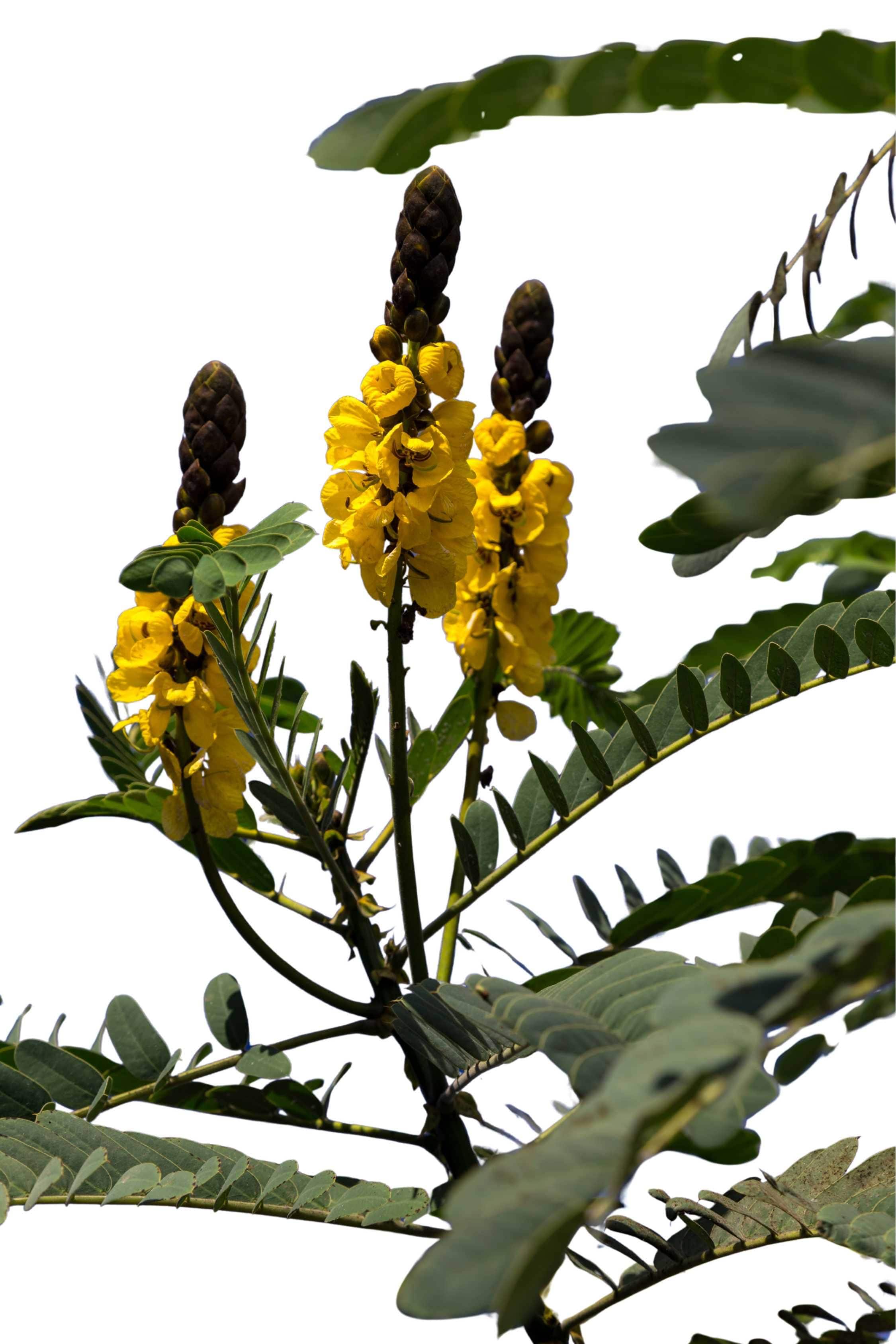 Outdoor Plant Large 90 cms Senna alata Senna alata
