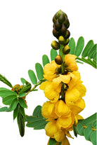 Outdoor Plant Large 90 cms Senna alata Senna alata