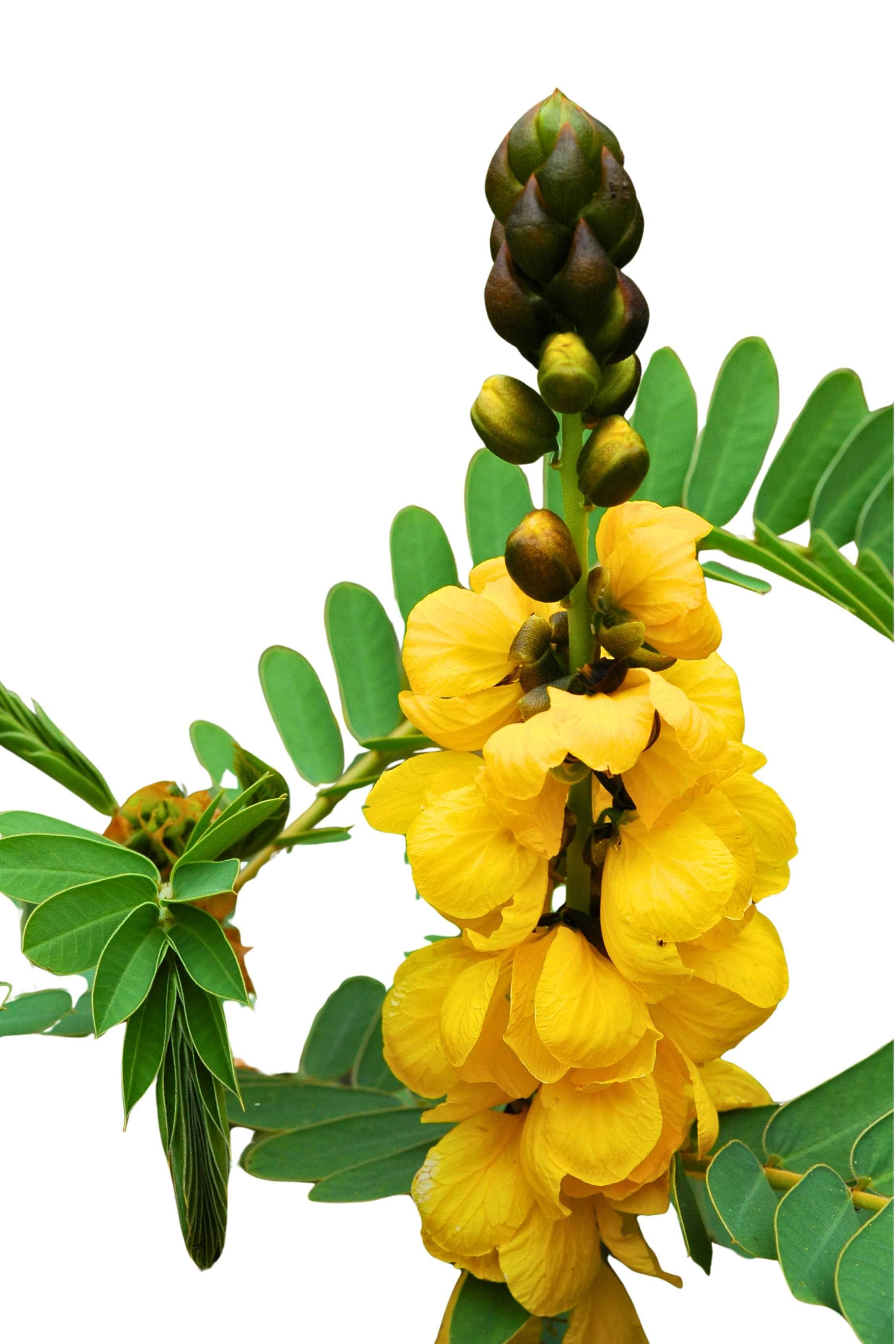 Outdoor Plant Large 90 cms Senna alata Senna alata