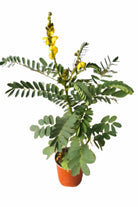 Outdoor Plant Large 90 cms Senna alata Senna alata