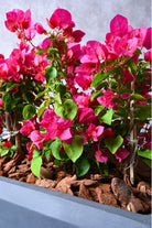Outdoor Plant Large Bougainvillea in Rectangular Planter Bougainvillea in Rectangular Planter