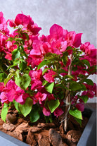 Outdoor Plant Large Bougainvillea in Rectangular Planter Bougainvillea in Rectangular Planter