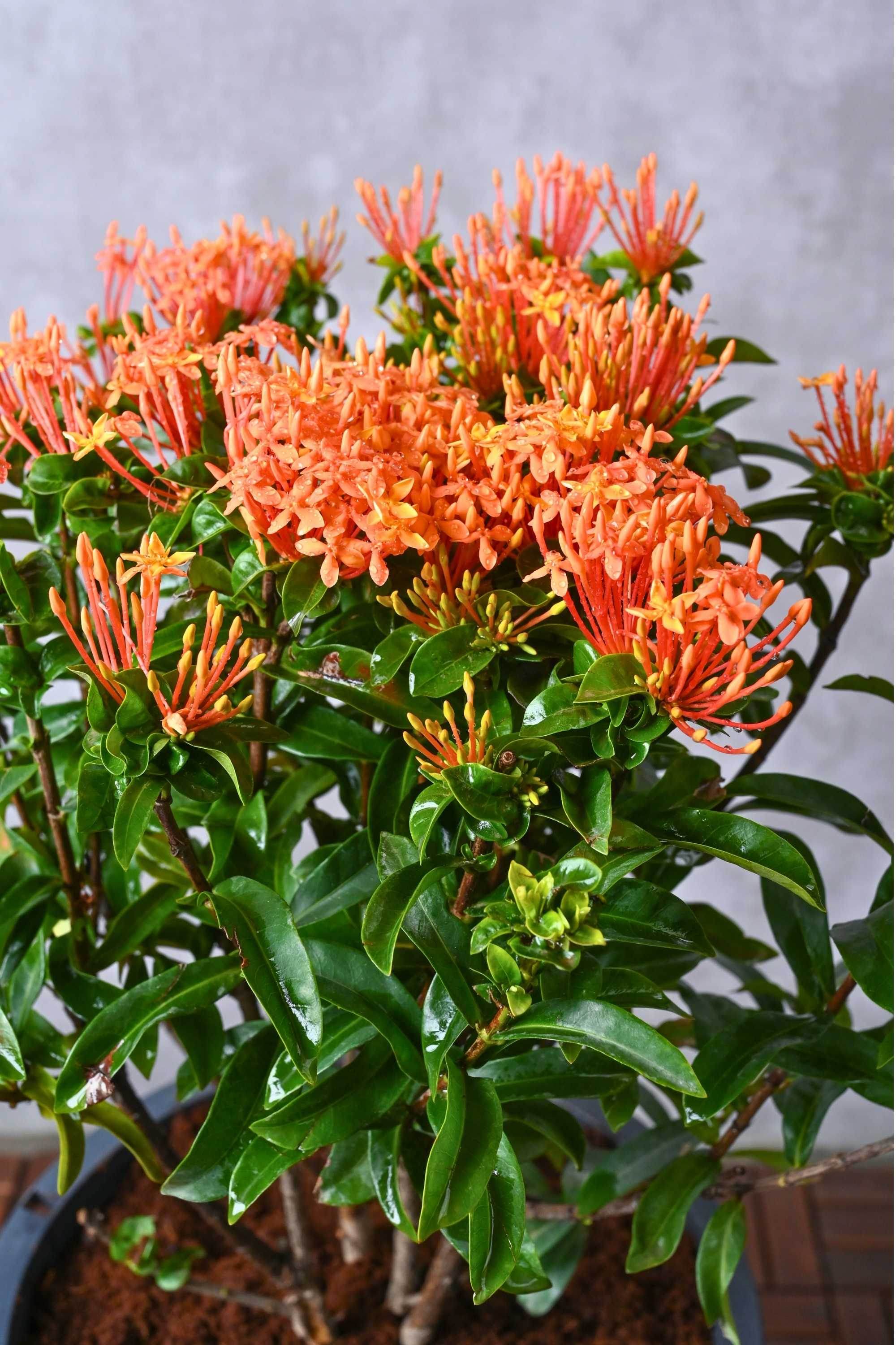 Outdoor Plant Large / Orange Ixora Coccinea Ixora Coccinea
