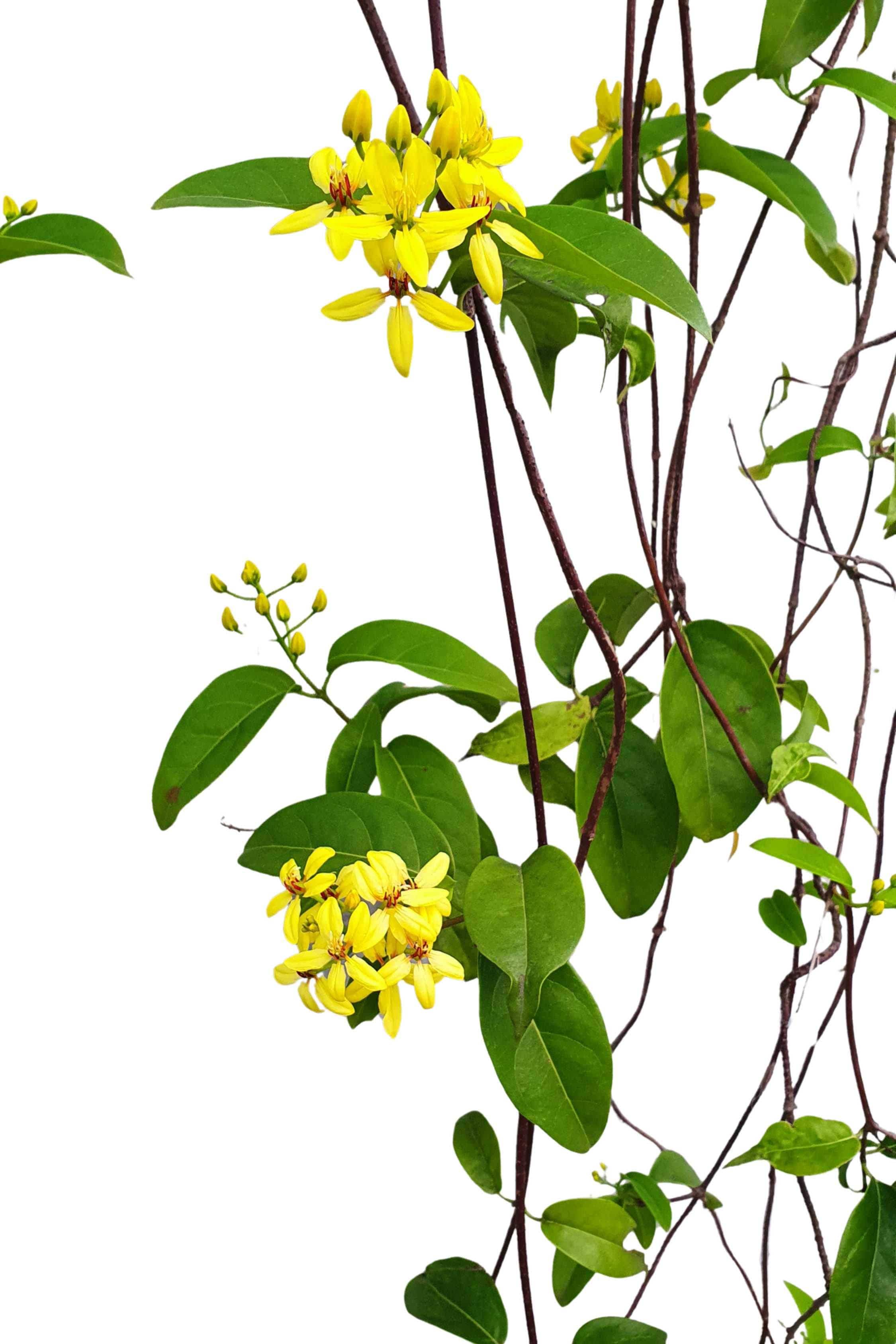 Outdoor Plant Large Size 100 cms Tristellateia australasiae Tristellateia australasiae