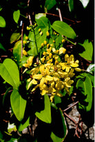 Outdoor Plant Large Size 100 cms Tristellateia australasiae Tristellateia australasiae