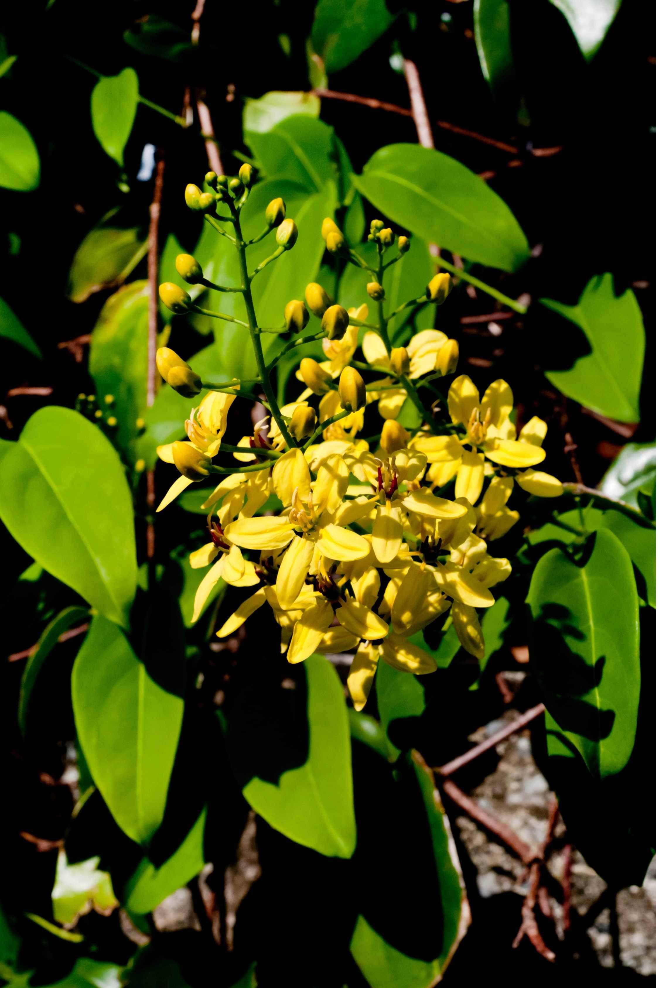 Outdoor Plant Large Size 100 cms Tristellateia australasiae Tristellateia australasiae