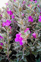 Outdoor Plant Leucophyllum frutescens Leucophyllum frutescens
