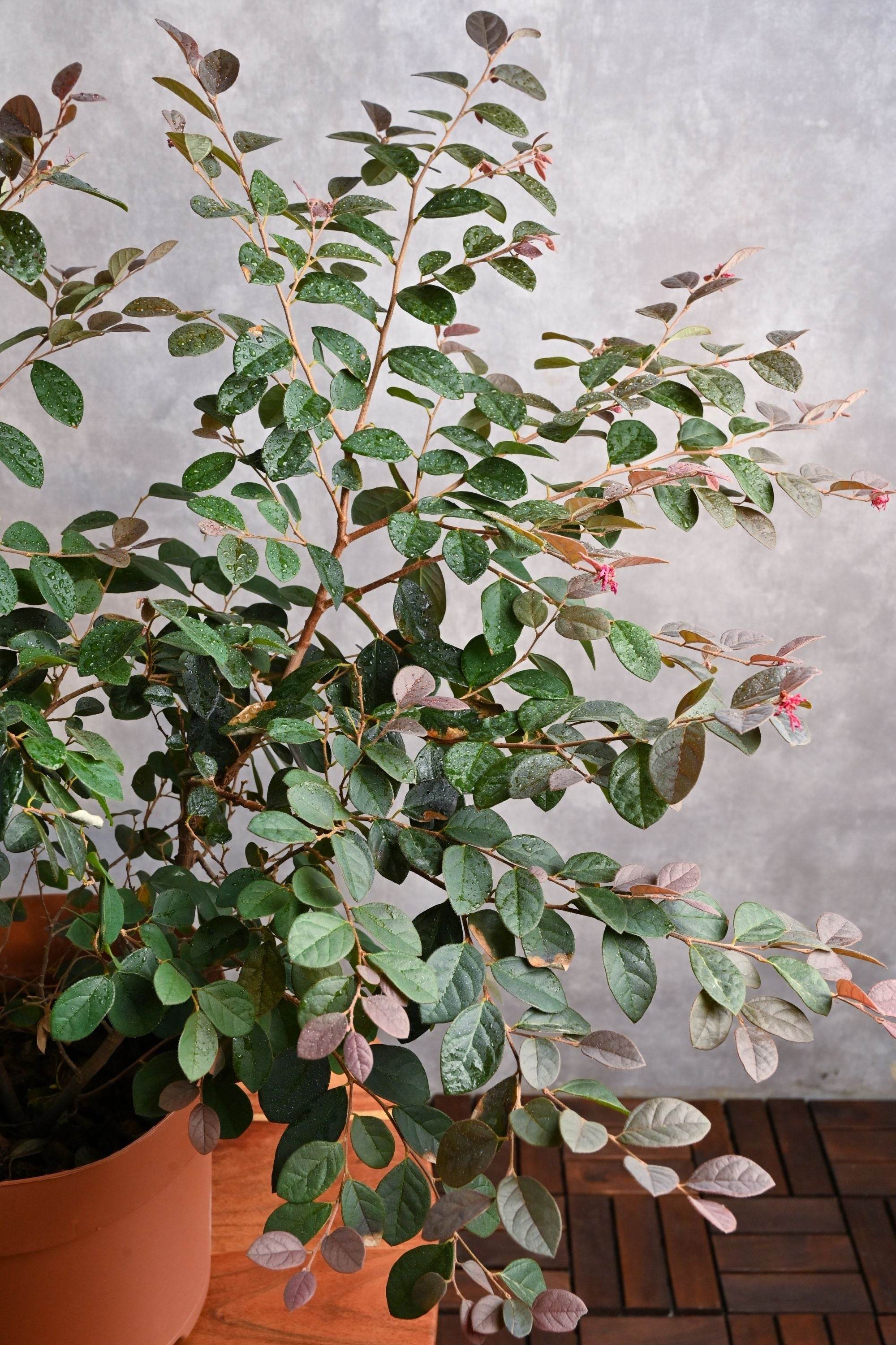 Outdoor Plant Loropetalum chinense Loropetalum chinense