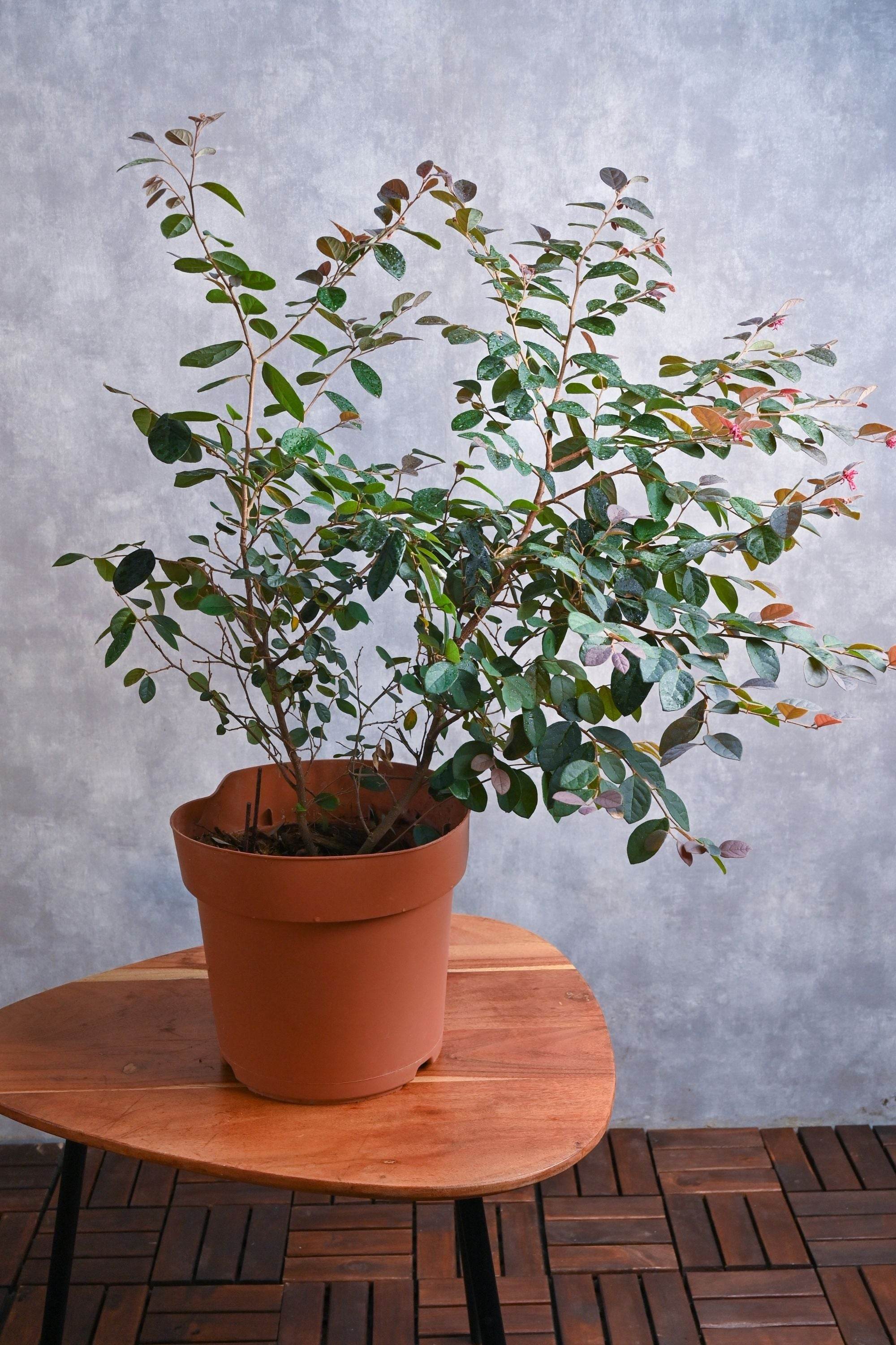 Outdoor Plant Loropetalum chinense Loropetalum chinense