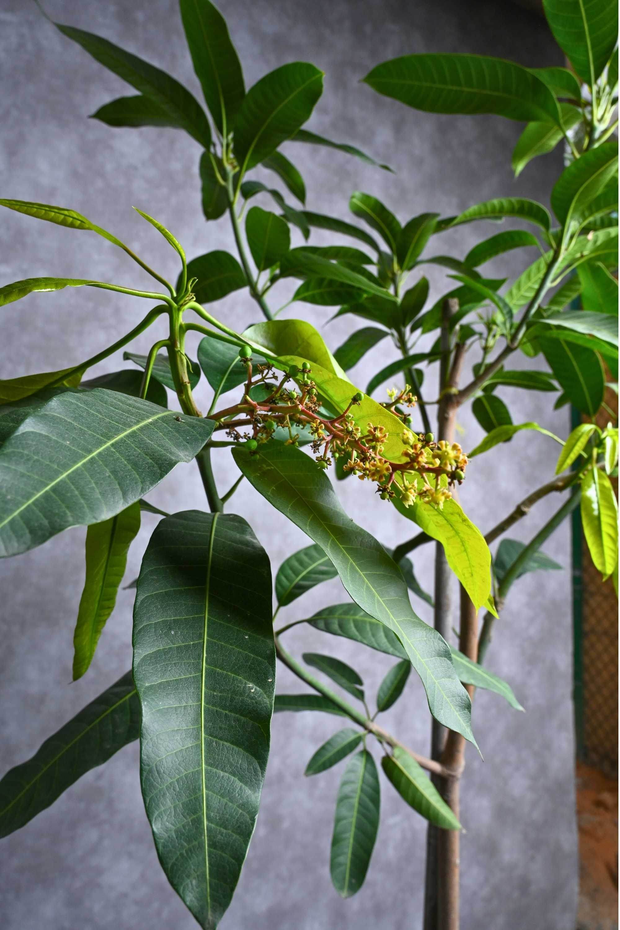 Outdoor Plant Mangifera indica Mangifera indica
