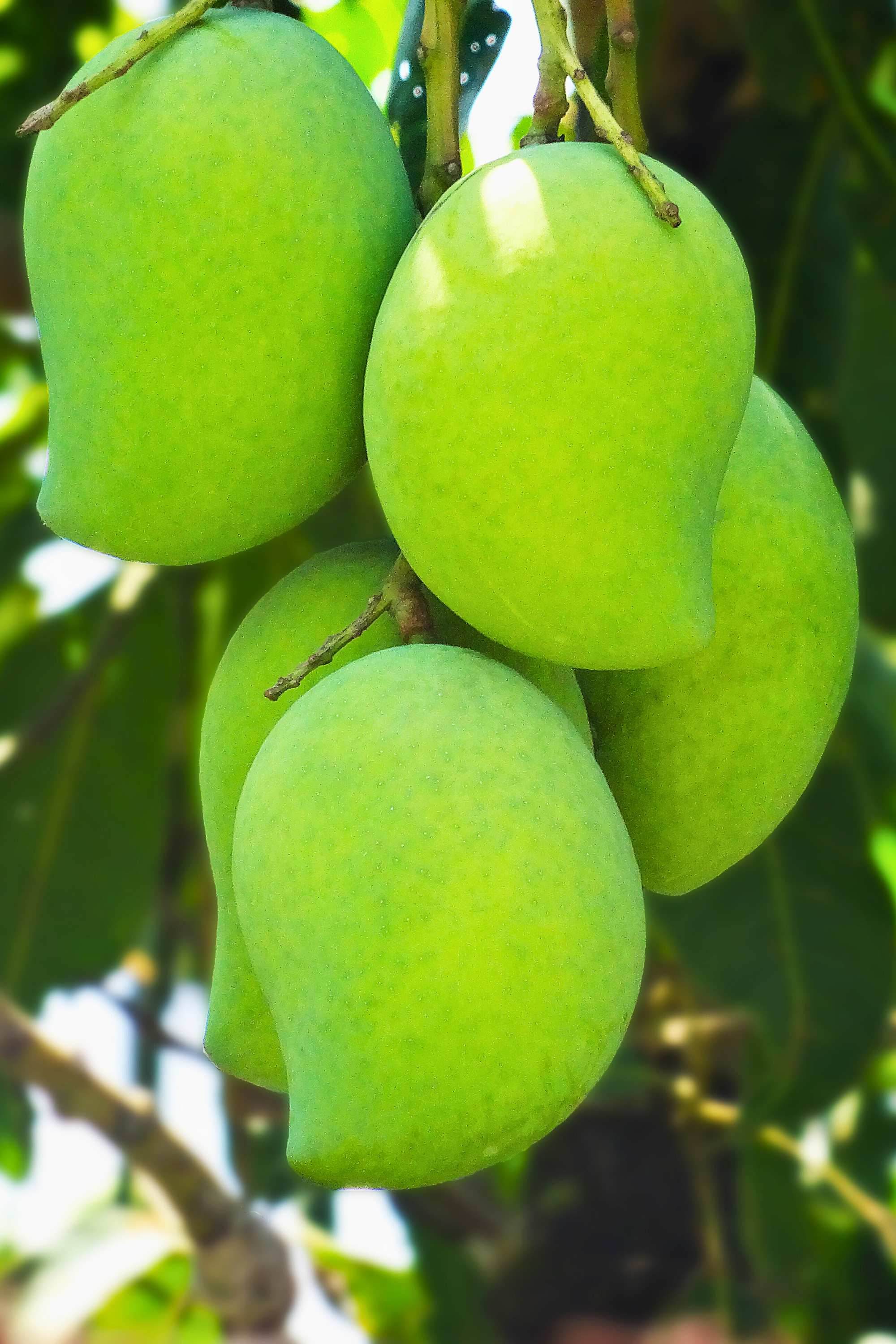 Outdoor Plant Mangifera indica Mangifera indica