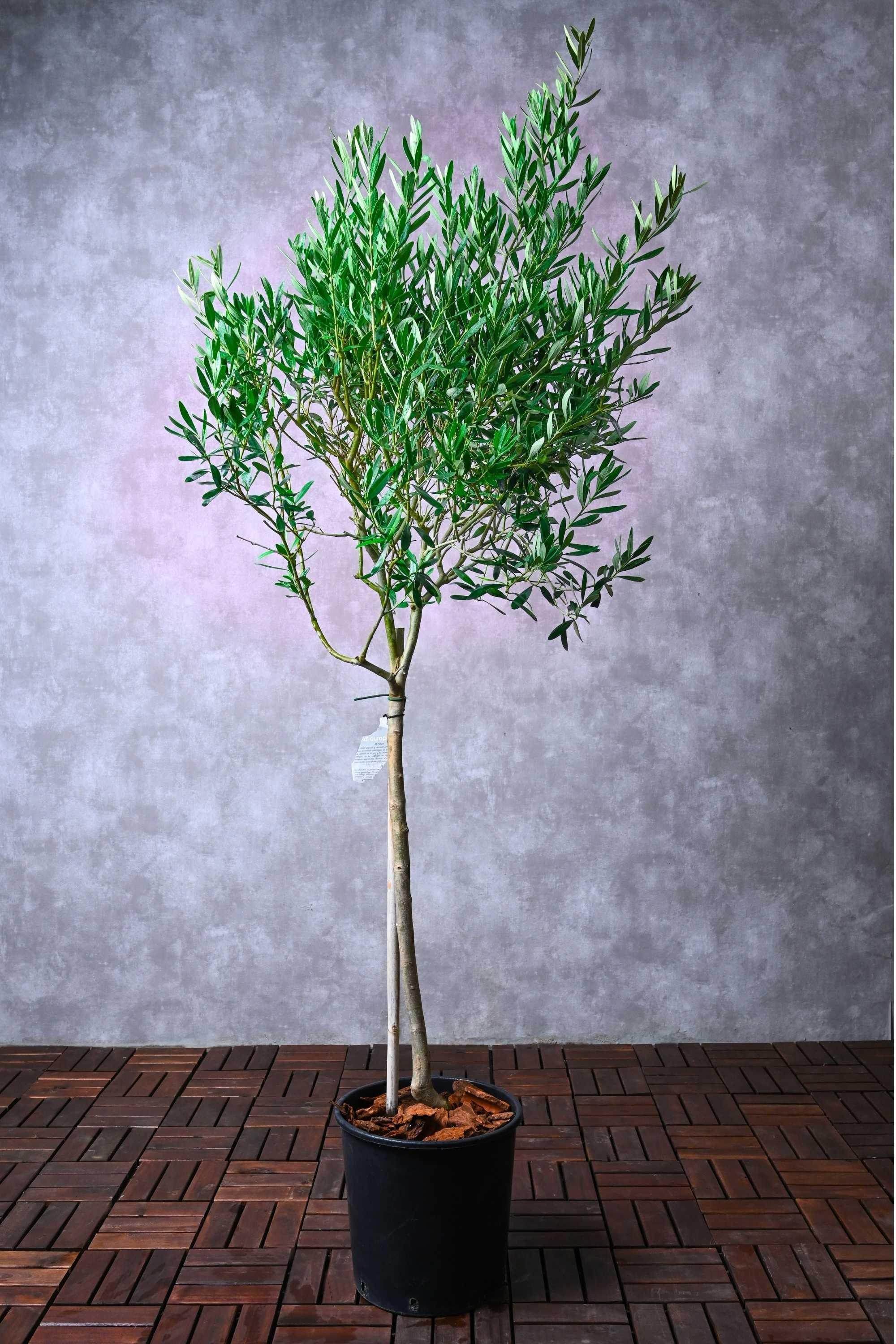 Outdoor Plant Medium 100-120 cms Olea europaea - Topiary Ball Olea europaea - Topiary Ball
