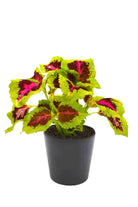 Outdoor Plant Medium 15-18 cms Plectranthus Scutellarioides Plectranthus Scutellarioides