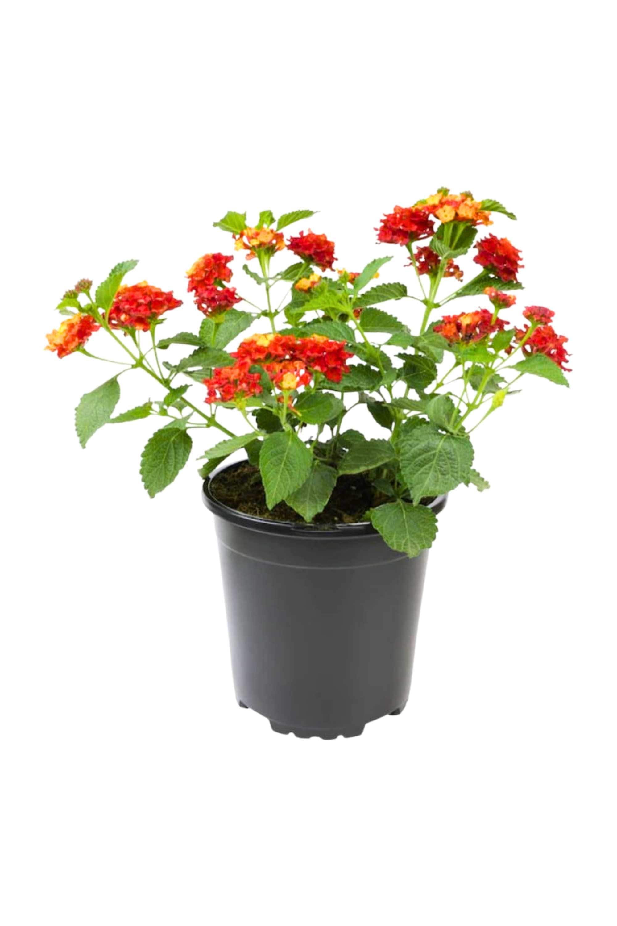 Outdoor Plant Medium 20-30 cms Lantana Camara Lantana Camara