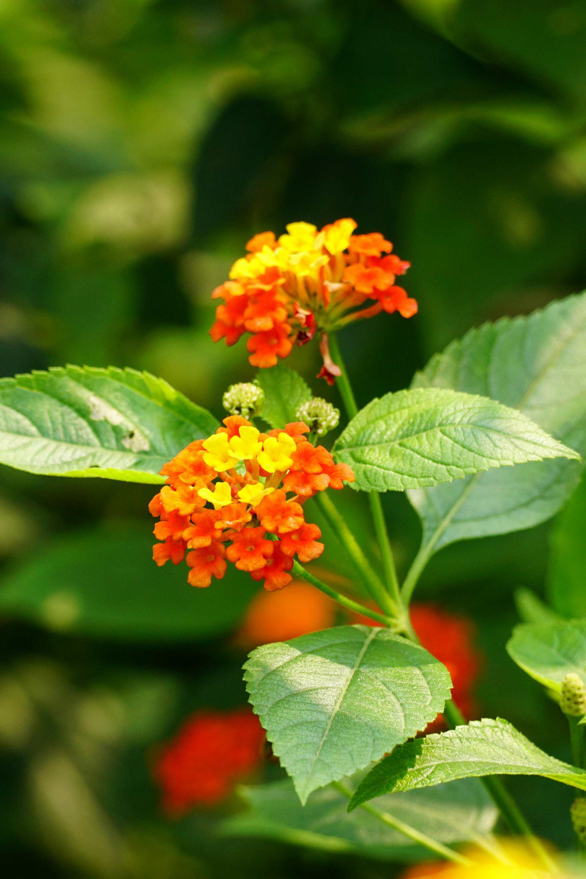 Outdoor Plant Medium 20-30 cms Lantana Camara Lantana Camara